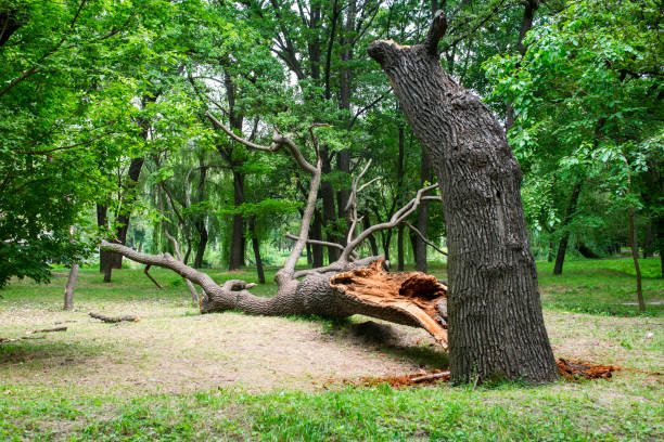 Best Tree Removal  in USA